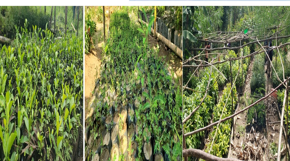 Dans le cadre de la protection de lenvironnement, ADESO  dans le projet dappui  la relance conomique a mis en place des ppinires des espces agro forestiers pour la protection des routes de dessertes agricoles rhabilites dans le projet 